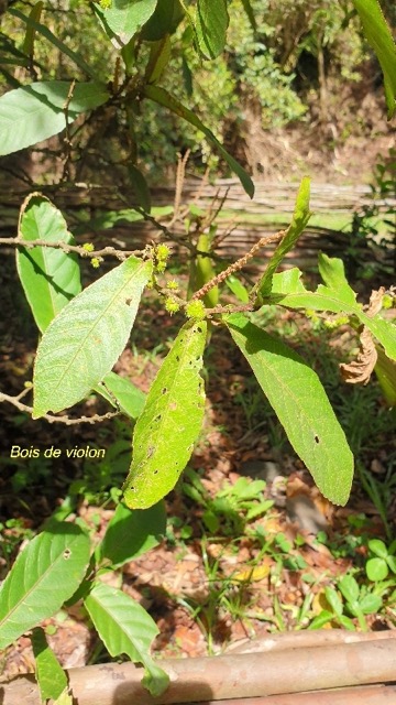 Acalypha integrifolia Bois de violon Eup horbiaceae Indigène La Réunion 256.jpeg