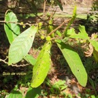 Acalypha integrifolia Bois de violon Eup horbiaceae Indigène La Réunion 256.jpeg