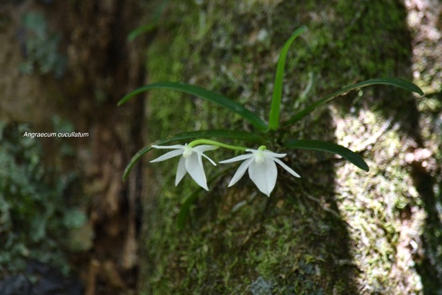 Angraecum cucullatum Orchidaceae  Endémique La Réunion,   Maurice .jpeg