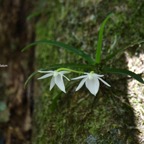 Angraecum cucullatum Orchidaceae  Endémique La Réunion,   Maurice .jpeg