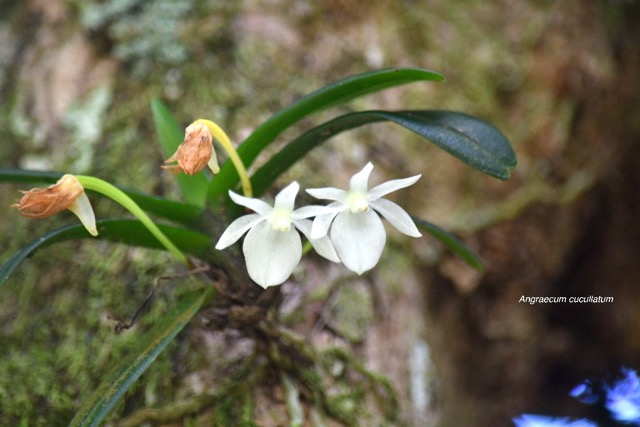 Angraecum cucullatum Orchidaceae End émique La Réunion,Maurice 6576.jpeg