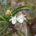Angraecum cucullatum Orchidaceae End émique La Réunion,Maurice 6576.jpeg