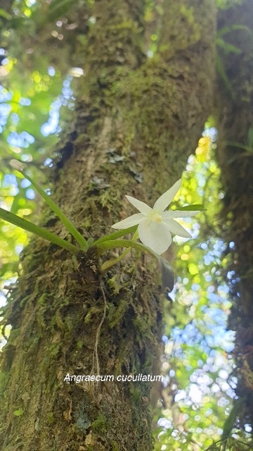 Angraecum cucullatum Orchidaceae End émique La Réunion,Maurice 817.jpeg