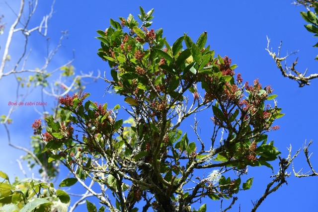 Antidesma madagascariense Bois de cabri blanc  Phyllanthaceae Indigène La Réunion 6671.jpeg