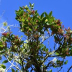 Antidesma madagascariense Bois de cabri blanc  Phyllanthaceae Indigène La Réunion 6671.jpeg