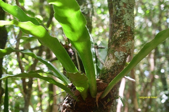 Antrophyum boryanum Langue de boeuf Pte ridaceae Indigène La Réunion 6610.jpeg