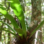 Antrophyum boryanum Langue de boeuf Pte ridaceae Indigène La Réunion 6610.jpeg