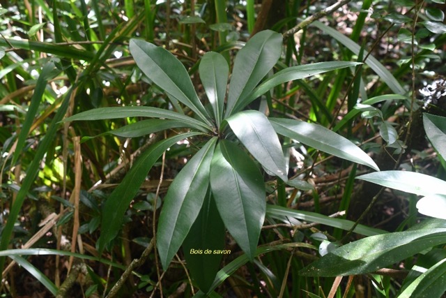 Badula                   Bois de savon Primulaceae 6622.jpeg