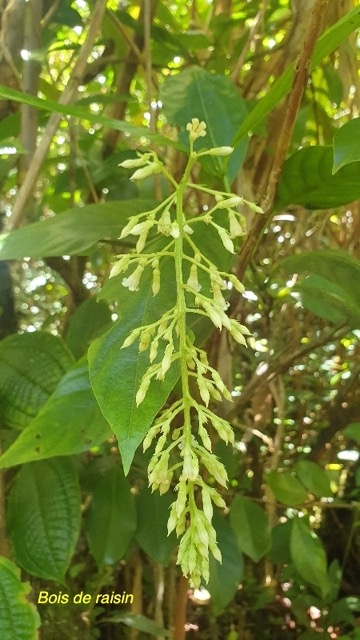 Bertiera borbonica var.stipulata Bois de rai sin Rubiaceae Endémique La Réunion 136.jpeg