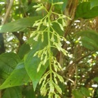 Bertiera borbonica var.stipulata Bois de rai sin Rubiaceae Endémique La Réunion 136.jpeg