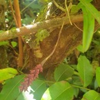 Bulbophyllum bernadetteae Orchidac eae Indigène La Réunion 514.jpeg