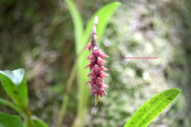 Bulbophyllum bernadetteae Orchidac eae Indigène La Réunion 6582.jpeg
