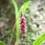 Bulbophyllum bernadetteae Orchidac eae Indigène La Réunion 6582.jpeg