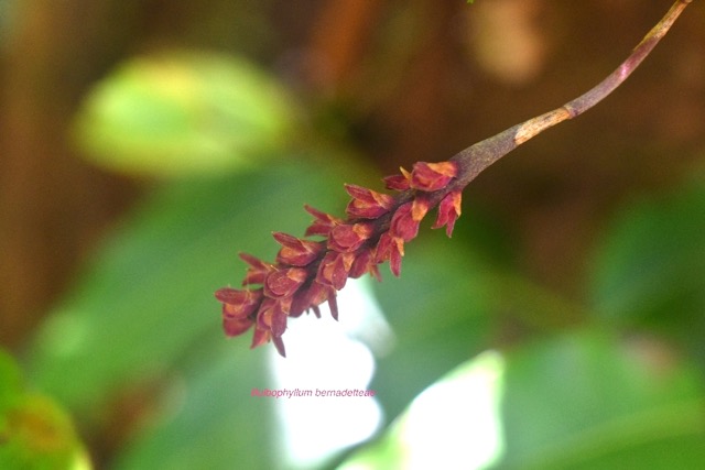 Bulbophyllum bernadetteae Orchidac eae Indigène La Réunion 6650.jpeg