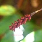 Bulbophyllum bernadetteae Orchidac eae Indigène La Réunion 6650.jpeg