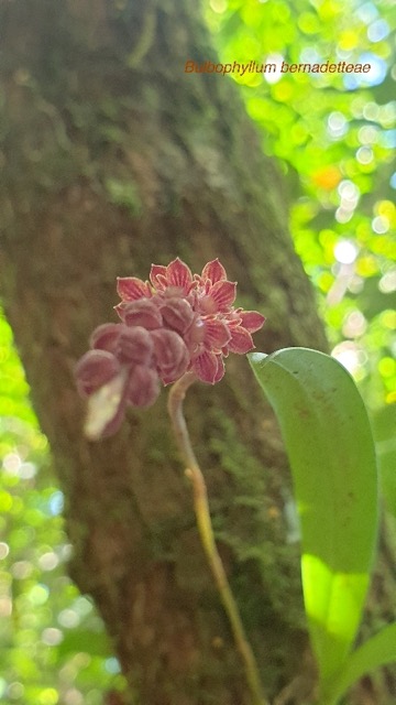 Bulbophyllum bernadetteae Orchidac eae Indigène La Réunion 801.jpeg