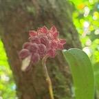 Bulbophyllum bernadetteae Orchidac eae Indigène La Réunion 801.jpeg