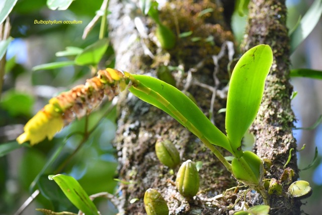 Bulbophyllum occultum Orchidacea e Indigène La Réunion 6674.jpeg