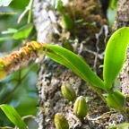 Bulbophyllum occultum Orchidacea e Indigène La Réunion 6674.jpeg