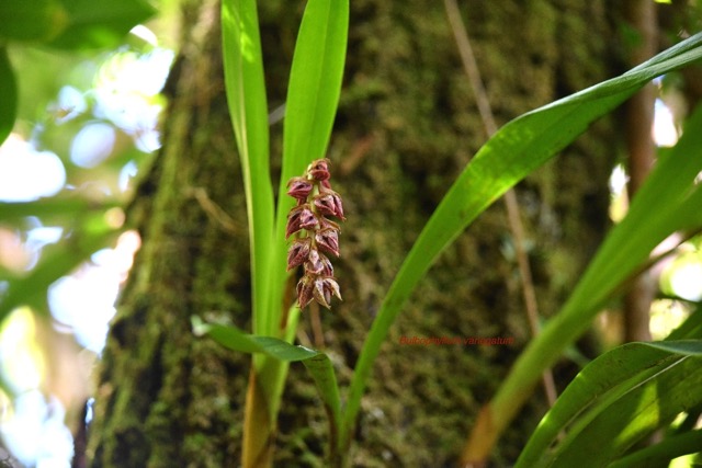 Bulbophyllum variegatum Orchidace ae Indigène La Réunion 6590.jpeg