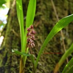 Bulbophyllum variegatum Orchidace ae Indigène La Réunion 6590.jpeg