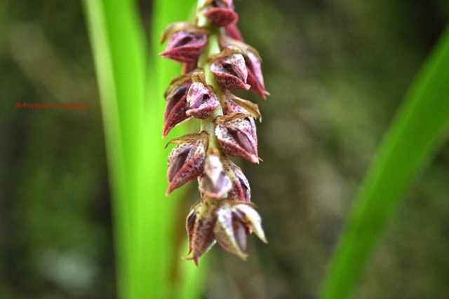 Bulbophyllum variegatum Orchidace ae Indigène La Réunion 6593.jpeg