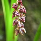 Bulbophyllum variegatum Orchidace ae Indigène La Réunion 6593.jpeg