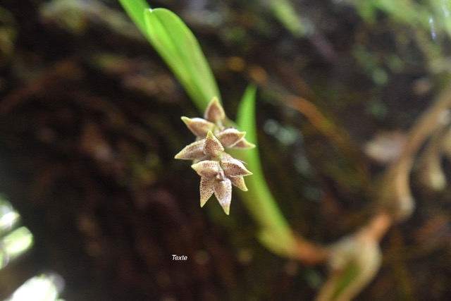 Bulbophyllum variegatum Orchidace ae Indigène La Réunion 6600.jpeg