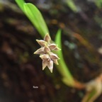 Bulbophyllum variegatum Orchidace ae Indigène La Réunion 6600.jpeg