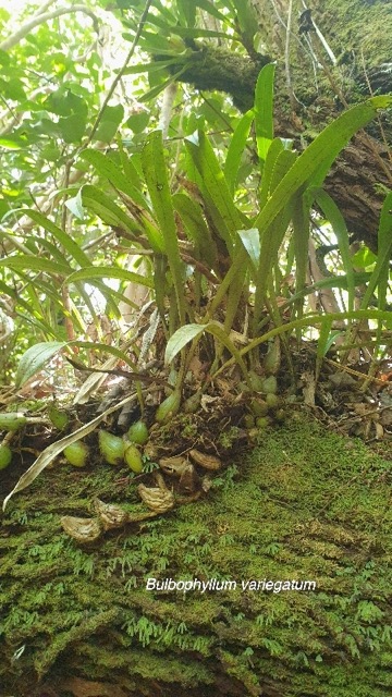 Bulbophyllum variegatum Orchidace ae Indigène La Réunion 935.jpeg