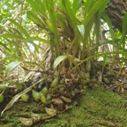 Bulbophyllum variegatum Orchidace ae Indigène La Réunion 935.jpeg