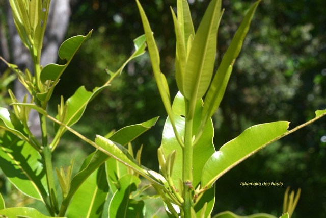 Calophyllum tacamahaca Takamaka des hauts Clusia ceae Endémique La Réunion,    Maurice 6539.jpeg