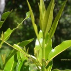 Calophyllum tacamahaca Takamaka des hauts Clusia ceae Endémique La Réunion,    Maurice 6539.jpeg