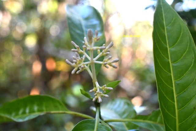 Chassalia corallioides Bois de corail Ru biaceae Endémique La Réunion 6683.jpeg