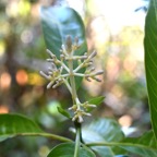 Chassalia corallioides Bois de corail Ru biaceae Endémique La Réunion 6683.jpeg