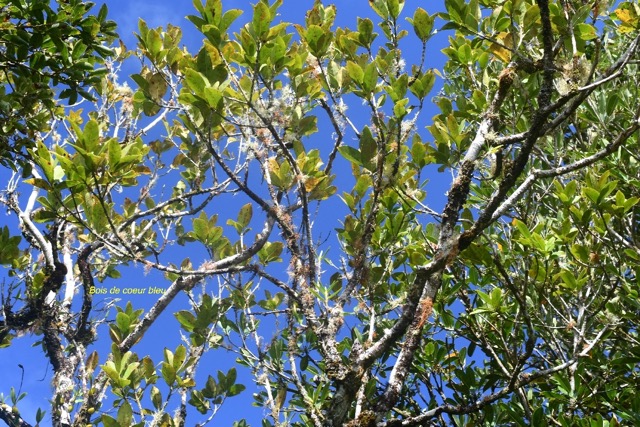 Chionanthus broomeana Bois de coeur bleu  Oleaceae Endémique La Réunion 6663.jpeg