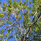 Chionanthus broomeana Bois de coeur bleu  Oleaceae Endémique La Réunion 6663.jpeg