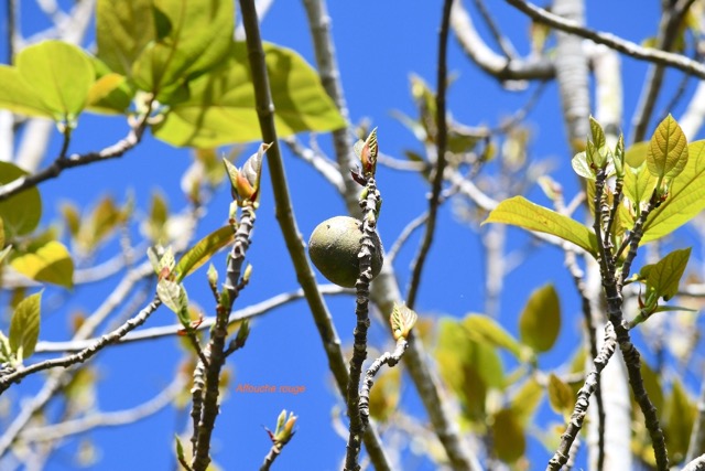 Ficus mauritiana Affouche rouge Moraceae E ndémique La Réunion,    Maurice 6512.jpeg