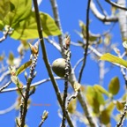 Ficus mauritiana Affouche rouge Moraceae E ndémique La Réunion,    Maurice 6512.jpeg
