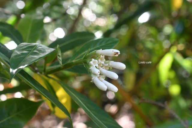 Gaertnera vaginata Losto café Rubiaceae Endémique La Réunion 6551.jpeg