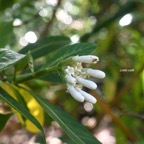 Gaertnera vaginata Losto café Rubiaceae Endémique La Réunion 6551.jpeg