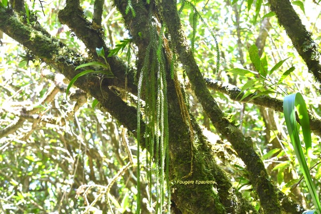 Huperzia ophioglossoides Epaulette Lycop odiaceae Indigène La Réunion 6632.jpeg