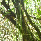Huperzia ophioglossoides Epaulette Lycop odiaceae Indigène La Réunion 6632.jpeg
