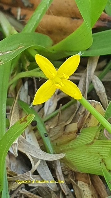 Hypoxis angustifolia Hypoxidacea e Indigène La Réunion 309.jpeg
