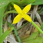 Hypoxis angustifolia Hypoxidacea e Indigène La Réunion 309.jpeg
