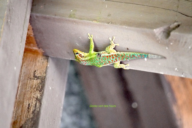 Phelsuma borbonica Le?zard vert des hauts  Gekkonidae Endémique La Réunion 6653.jpeg