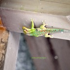 Phelsuma borbonica Le?zard vert des hauts  Gekkonidae Endémique La Réunion 6653.jpeg