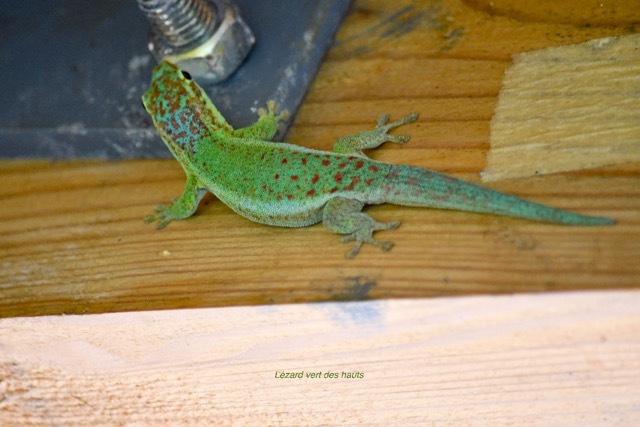Phelsuma borbonica Lézard vert des hauts Gekkonidae Endémique La Réunion 6553.jpeg