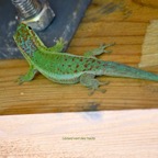 Phelsuma borbonica Lézard vert des hauts Gekkonidae Endémique La Réunion 6553.jpeg