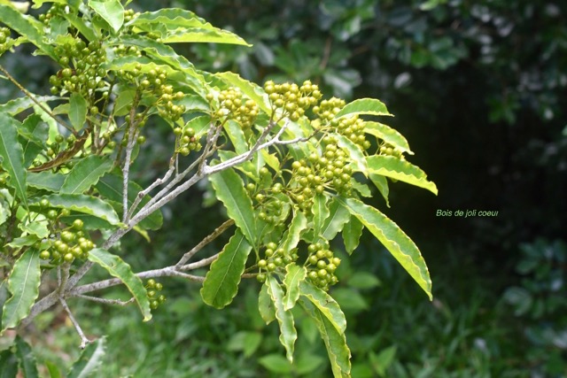 Pittosporum senacia Bois de joli coeur Pit tosporaceae Indigène La Réunion 6522.jpeg
